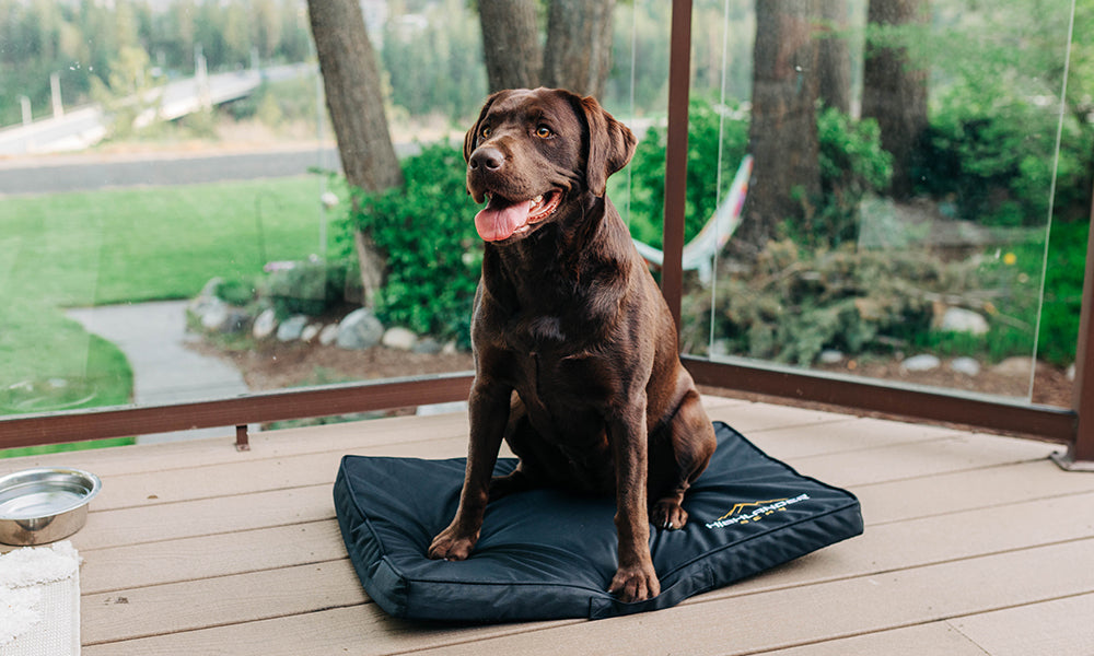 Camping Comfort for Your Four-Legged Friends: Highlander Gear's Essentials